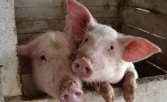 Зачем нужна кастрация свиней, как и в каком возрасте она проводится?