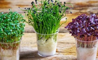 Экономия времени весной: 6 культур, которые реально и эффективно посеять под зиму