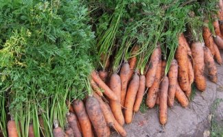 Когда лучше убирать морковь, и как правильно проводить уборку урожая