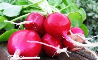 Секреты выращивания редиса в теплице зимой