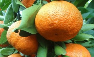 Мандарин в домашних условиях – уход и борьба с вредителями