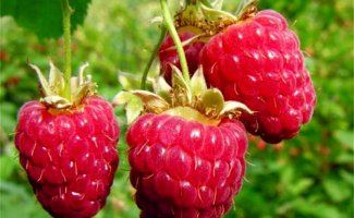 Малина сорта Брусвяна: как получить 2 урожая за сезон