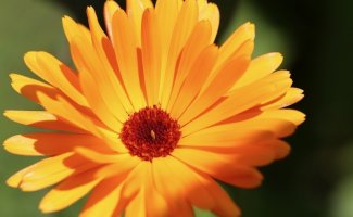 5 полезных растений, которые еще успеете собрать и засушить
