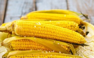 Возможно ли выращивание кукурузы на даче, и что для этого требуется?