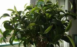 Почему нельзя держать фикус в квартире: разбираемся в причинах