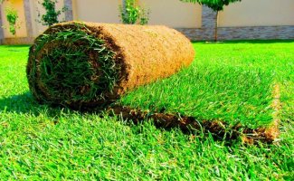 5 преимуществ и 4 недостатка рулонного газона