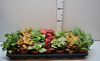 Фиттония — красавица с капризным характером