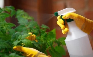 3 средства от вредителей, которые сможет приготовить даже начинающий дачник