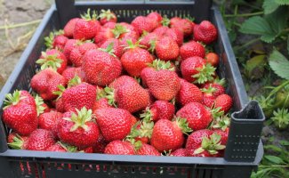Поздняя садовая земляника Флоренс: как получить урожай вкусных ягод в июле