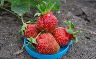 Клубника Царица: засухоустойчивый сорт для средней полосы