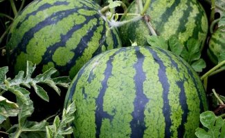 Как посадить арбуз на приусадебном участке