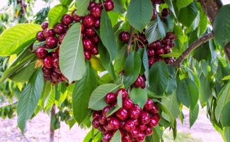 Прививка черешни на сливу — как её сделать и каким будет результат
