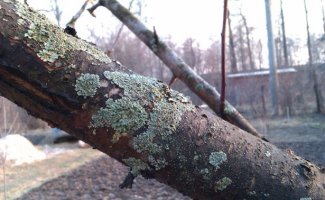 Лишайники, парша и мучнистая роса на яблонях – методы борьбы