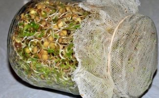 Проращивание фасоли из семян для посадки и для употребления в пищу