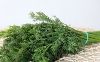 Выращивание укропа на продажу – может ли зелень укропа принести хороший доход?