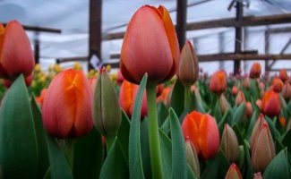 Выгонка тюльпанов к 8 Марта – выбор сортов, посадка луковиц и правила выгонки