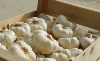 Как хранить лук и чеснок, чтобы не загнили, — 3 надежных способа