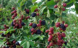 Правильная обрезка ежевики осенью для повышения урожайности кустов