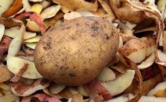 4 подкормки из картофельных очисток, которые не уступают минеральным удобрениям