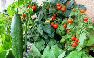 Создаем огород на балконе или на окне: что выращивать и как?