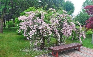 Вейгела — фото, описание видов и сортов с названиями, посадка и уход в открытом грунте