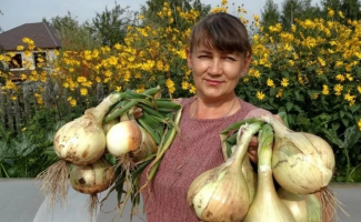 Когда сажать на рассаду лук Экзибишн: секреты успешного выращивания
