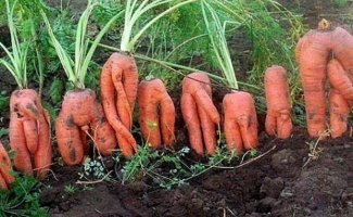 Рогатая, мохнатая, корявая морковь – почему морковка вырастает уродливой