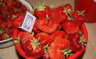 Чамора Туруси — легендарный сорт крупноплодной земляники
