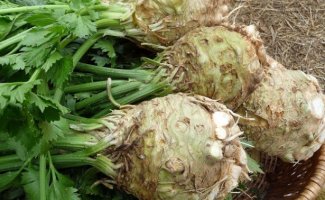 Популярные сорта корневого сельдерея, какие лучше выбрать для выращивания на участке?