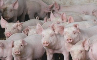 Содержание свиней – о чем нужно знать, чтобы добиться успеха в свиноводстве?