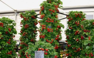 Голландская технология для круглогодичного урожая клубники