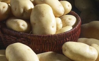 Картофель Удача: выращиваем раннеспелый сорт