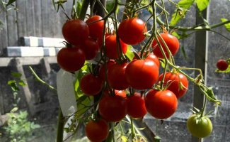 Томаты без полива: выращивание по методу Казарина