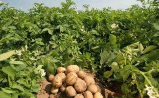 Крупная картошка из маленького семечка или как размножить картофель семенами
