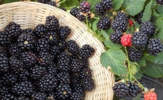 Размножение ежевики — проще, чем вы думали