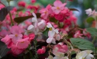 9 комнатных цветов, которые лучше не поливать, чем залить
