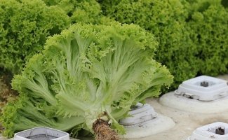 Выращивание салата на подоконнике – зеленая грядка на вашей кухне