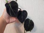 филодендрон чёрно-золотистый