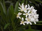 Плюмерия узколистная