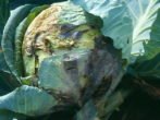 Сосудистый бактериоз капусты