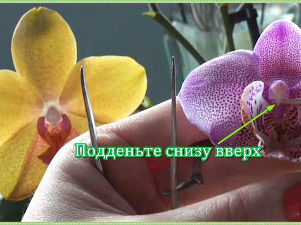 Как снять пыльник с цветка орхидеи