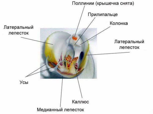 Строение цветка Фаленопсиса
