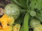 Круглые кабачки Колобок