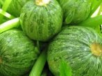 Круглые кабачки Мячик