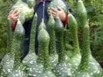 Лагенария Гусь в яблоках