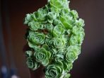 суккуленты