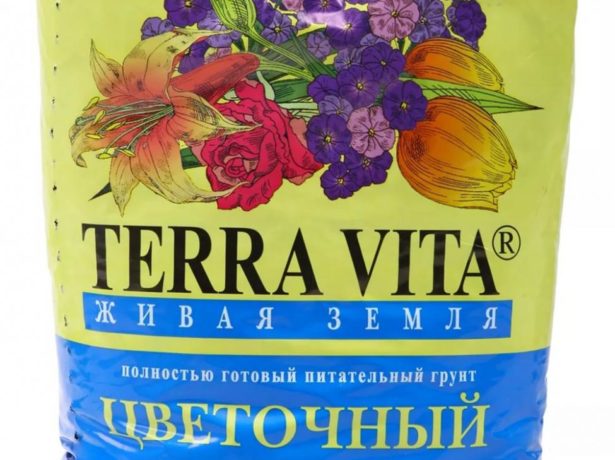 Подходящий грунт для руэллии