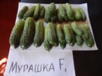 Огурец Мурашка F1