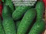 Огурец Миранда F1