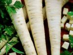 Корнеплоды сорта Доброе утро